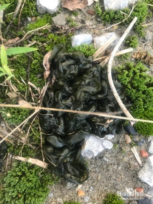 地角皮烧汤怎么烧