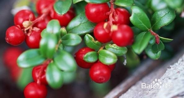 减肥应该吃哪些低糖水果，无糖水果？