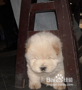 怎么喂虫给狗