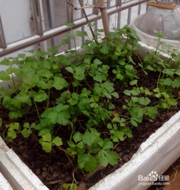 在阳台种菜的经验