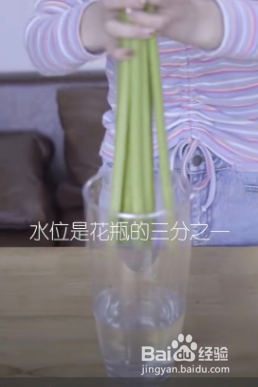 马蹄莲醒花的正确方法和技巧