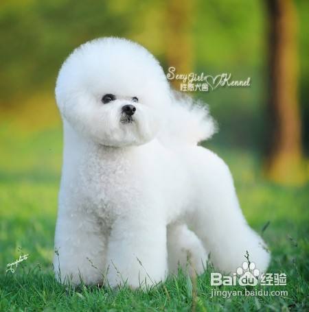 比熊狗狗多饮多尿是生病了吗 百度经验