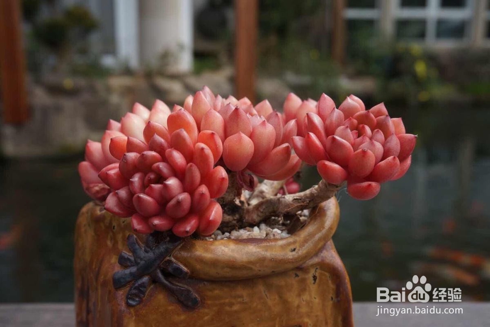 怎么养活多肉植物