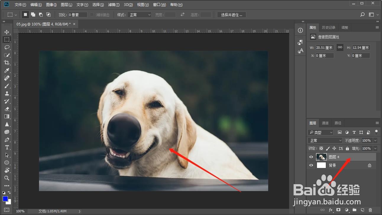如何在PS中将宠物狗的鼻子做成变大的效果？