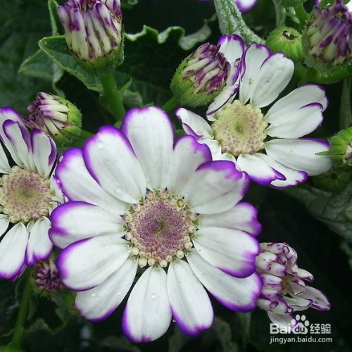 瓜叶菊最长时间可以养多久?