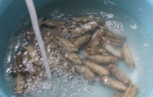 盐焗蛏子，简单好吃美味！