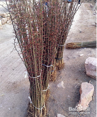 皂角树苗怎么培育