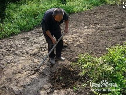 杨树根除的方法
