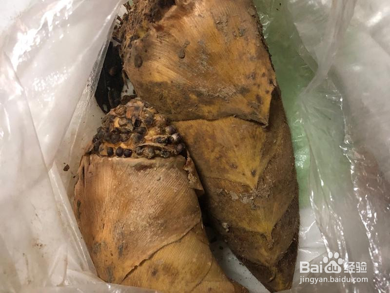 腊肉炒冬笋的做法