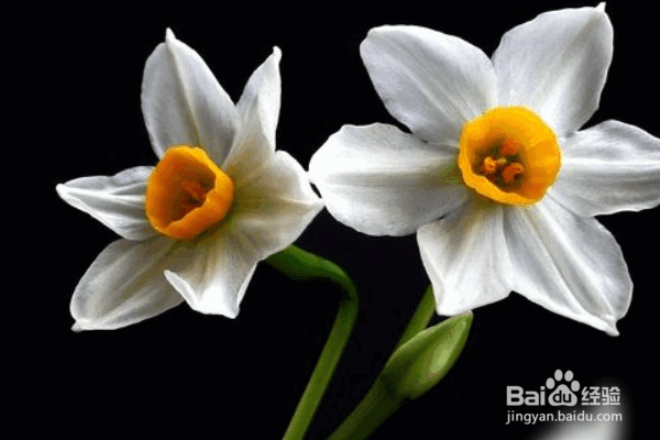 水仙花的种植方式及要点