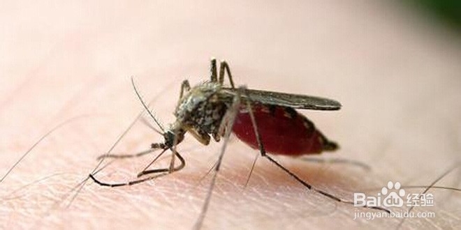 蚊子的爱好，由我们来消灭