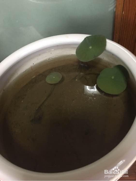 怎么在家里养荷花