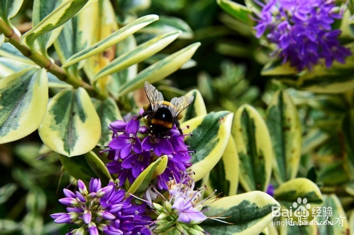 澳洲游记：[8]塔岛瑞士小镇