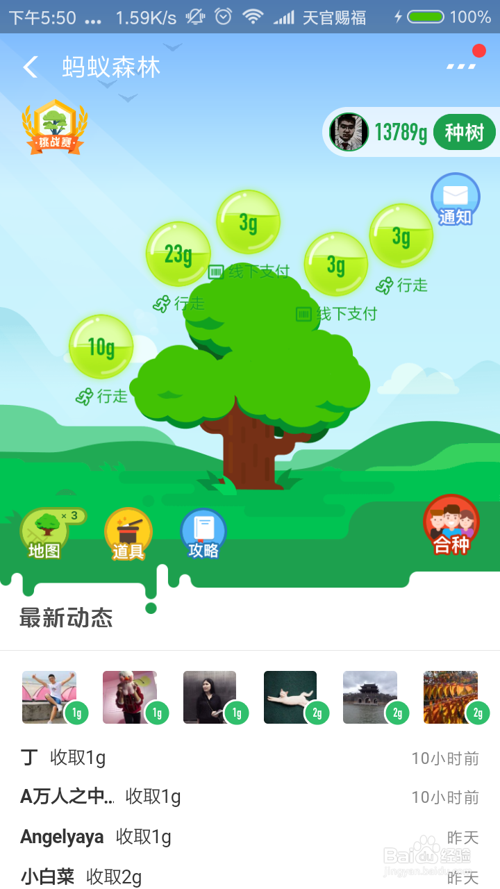 如何参与支付宝蚂蚁森林步步为森活动