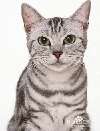 宠物猫的种类,哪种萌宠你会喜欢