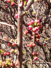 认识五颜六色高观赏价值的花卉及用途
