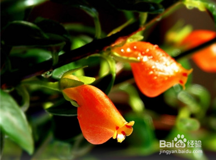 金鱼吊兰应该怎么去养殖？