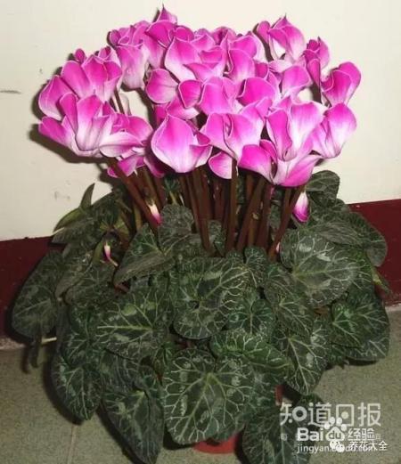 这些花那么好看，却总被你养死，怎么回事