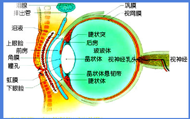 松崎视力增进，摆脱近视练习方法及经验技巧详解