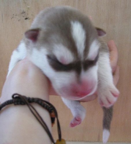 合理护理哈士奇幼犬的方法