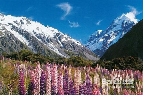十一旅游线路推荐:新西兰南北岛8日阳光团队游