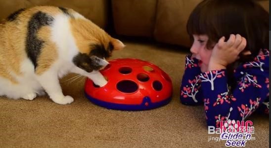 如何成功的养一只猫