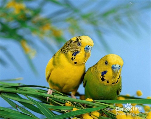 怎样分辨虎皮鹦鹉的公母雌雄