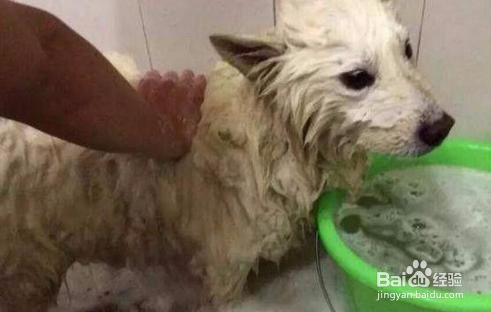 男子狗肉摊买下一只狗,回家发现……