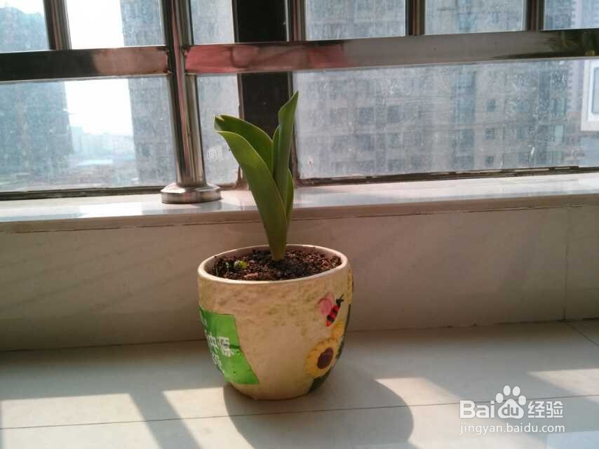 在阳台种植郁金香的生长过程