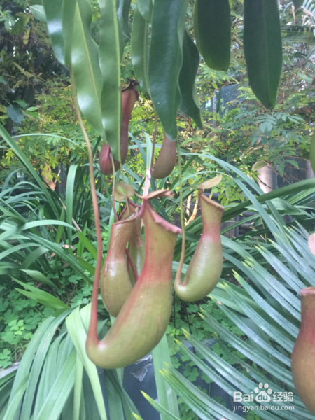 重庆三日游攻略,请不要错过舌尖上的重庆