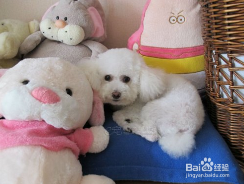 狗狗为什么要绝育狗狗绝育的好处