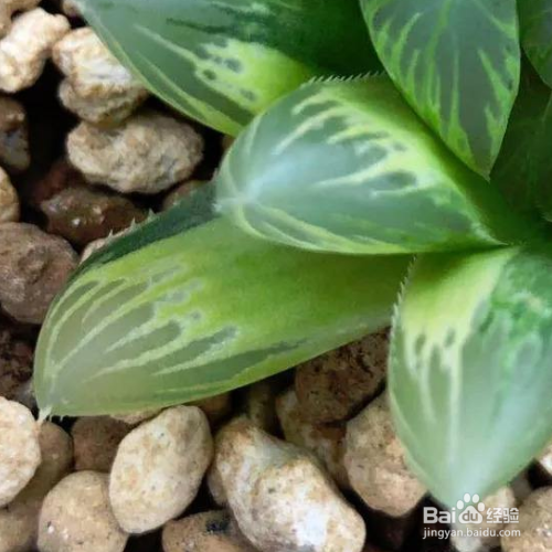 玉露长出侧芽后的处理方法？