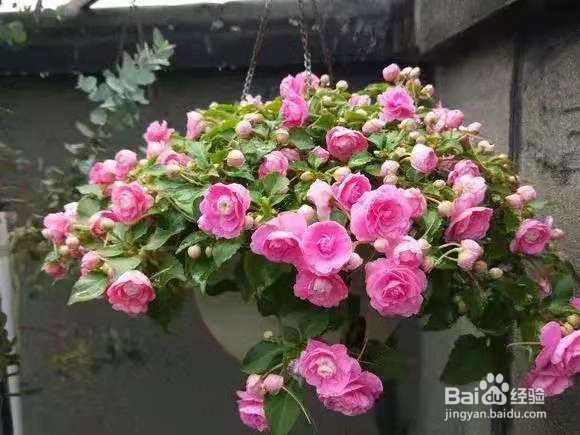 3种花现在养1盆，1个月就开花，一直开到12月