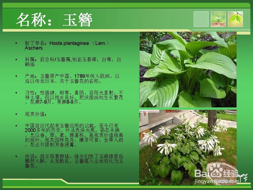 常见草花的辨认