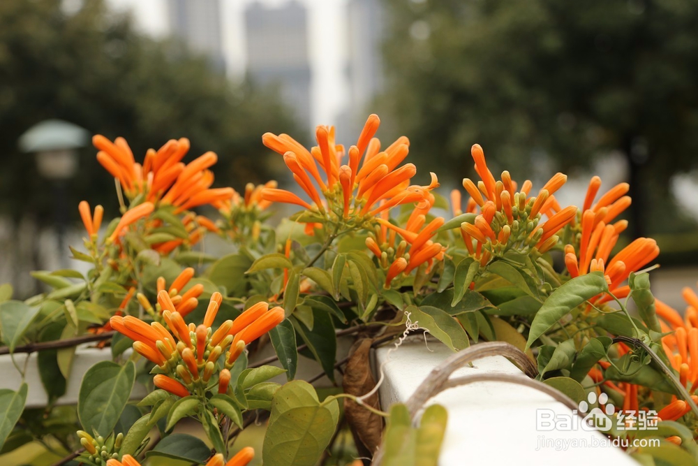 炮仗花种植方法