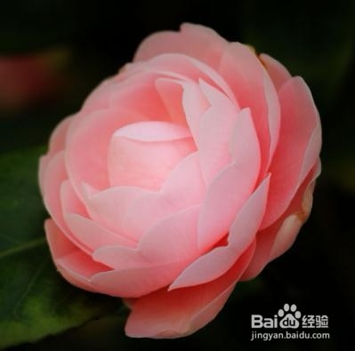 茶花修剪时间和方法