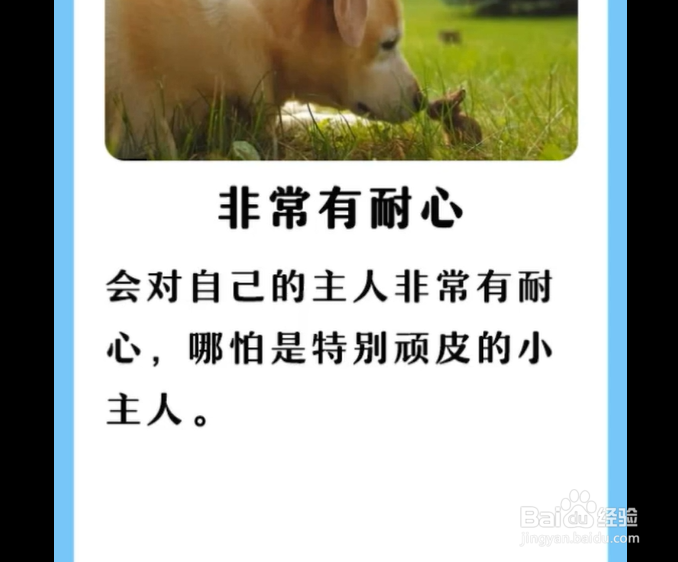 狗狗对主人，有哪些表现？