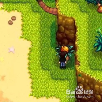 星露谷物语中金核桃如何获取