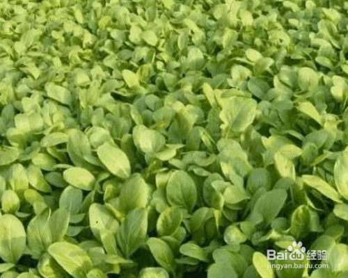 蔬菜轮作的好处及相关知识