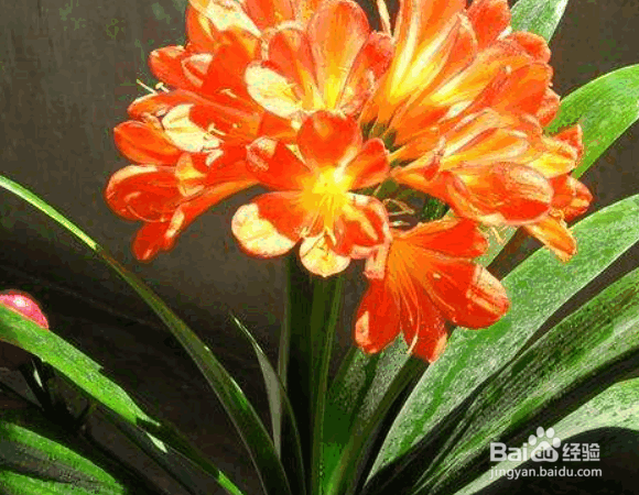 君子兰浇水的正确方法