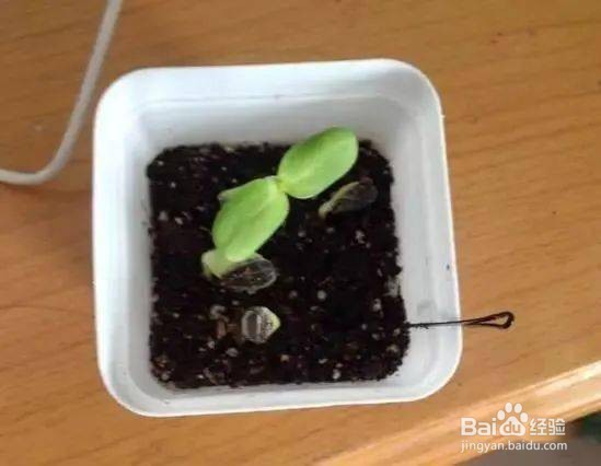 向日葵怎么种植小盆栽