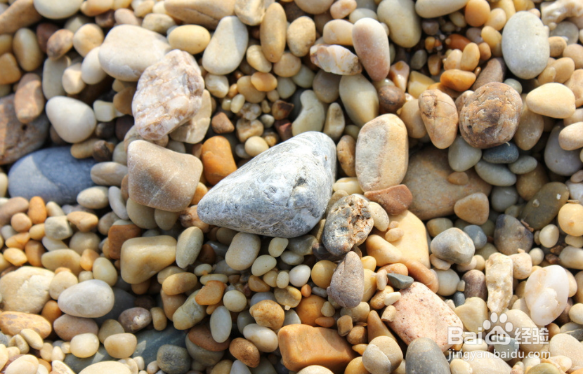 如何在家庭种植霍山石斛？