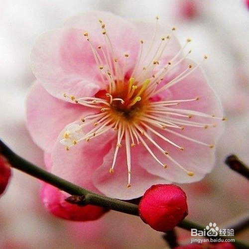 在夏天养梅花需要注意哪些？