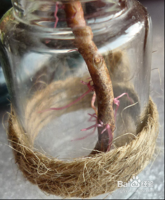 冬天来了，阳台变大棚。