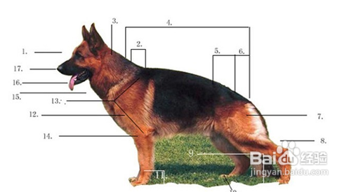 怎么看德牧纯不纯
