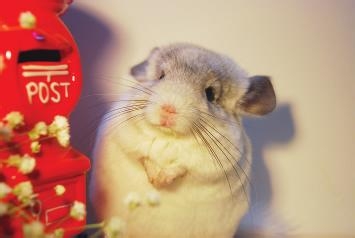 龙猫中暑怎么办