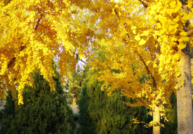 银杏的别称和雅称是什么