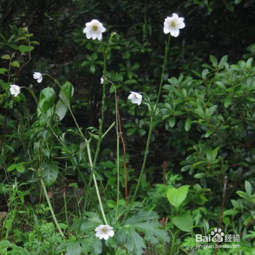 草玉梅的培育方法和注意事项