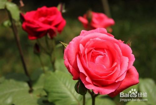 不同的场合应该分别送什么鲜花？