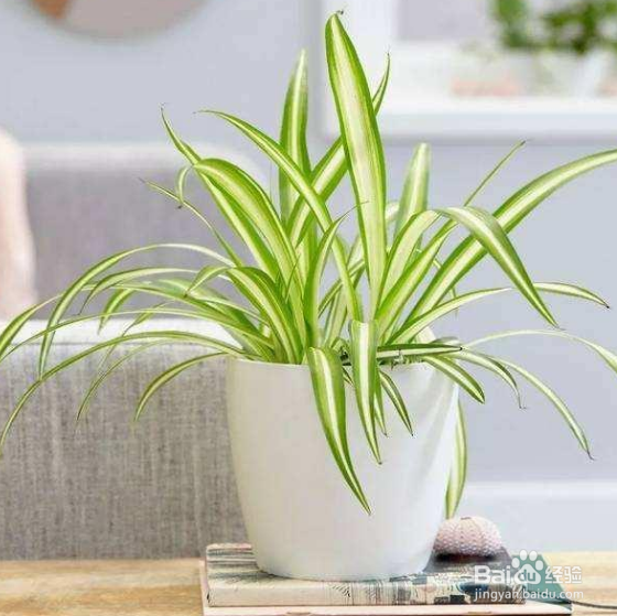 地板革去味妙招